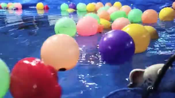 青い水プールの子供のおもちゃの多彩なプラスチック ボール — ストック動画