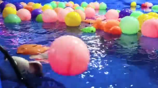 Jouets Boules Poissons Plastique Colorés Pour Enfants Dans Une Piscine — Video