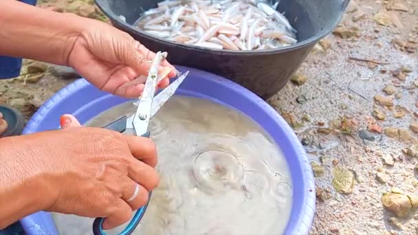 Женские Руки Работают Режут Убирают Куриную Тростниковую Рыбу Черной Сковородке — стоковое видео
