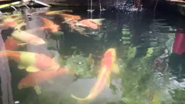 Gruppo Pesci Koi Grandi Colorati Nuoto Raccolta Nello Stagno — Video Stock