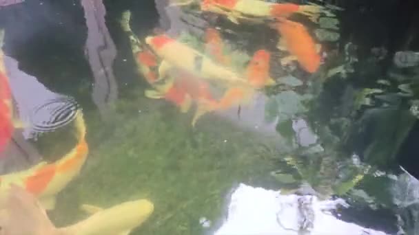 Değişik Güzel Renklerde Havuzdaki Koi Balığı Yaşam Alanı — Stok video