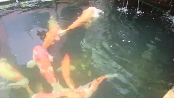 Gruppo Pesci Koi Grandi Colorati Nello Stagno Durante Giorno — Video Stock