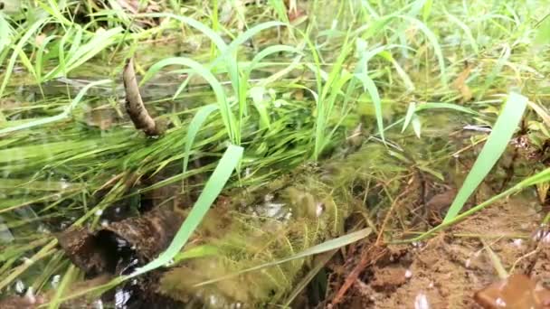 有清澈的水和草及苔藓的植物的天然部落 — 图库视频影像