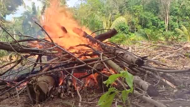 Tumpukan Kayu Dan Ranting Kering Terbakar Dengan Api Yang Membakar — Stok Video