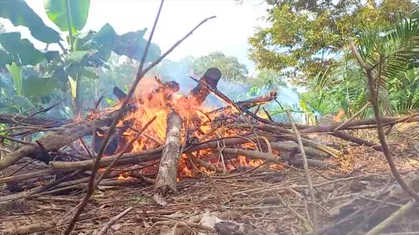 白天从花园里的木柴和干树枝堆中燃烧的火焰 — 图库视频影像
