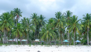 Endonezya 'daki Penganak Jebus Sahili' nin kenarında uzun ve yoğun hindistan cevizi ağaçlarının güzel doğal manzarası.