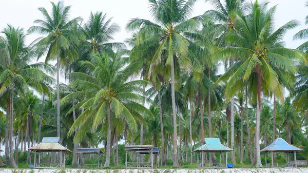 Endonezya 'nın Penganak Sahili kıyısındaki Yüksek Hindistan Cevizi Ağaçlarının Doğal Manzarası