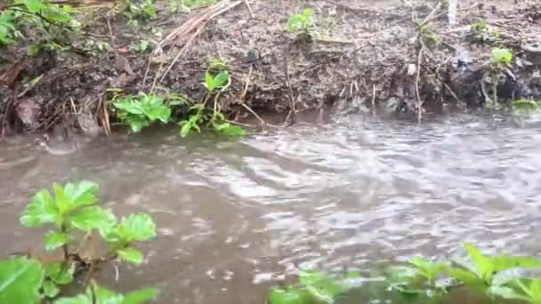Silny Napływ Wody Opadającego Deszczu Oczyszczony Dziedziniec Domu — Wideo stockowe