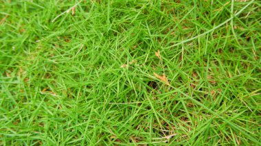 A Type Of Japanese Grass (Zoysia Japonica) Which Is Very Fertile, Green And Thick, To Decorate The Yard clipart