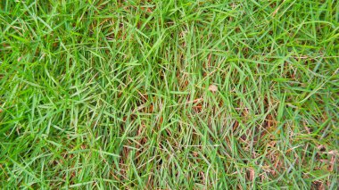 A Type Of Japanese Grass (Zoysia Japonica) Which Is Used As Home Yard Grass clipart
