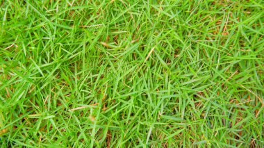 Japanese Grass (Zoysia Japonica) Is Green And Lush Home Lawn Grass clipart