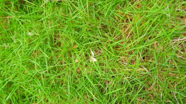 Close-up View Of Lush And Green Japanese Grass (Zoysia Japonica). clipart