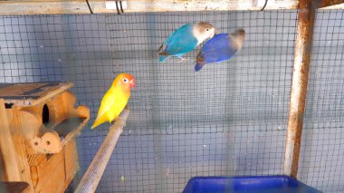 Güzel renkleri olan üç çeşit aşk kuşu bir kafese tünemiş.