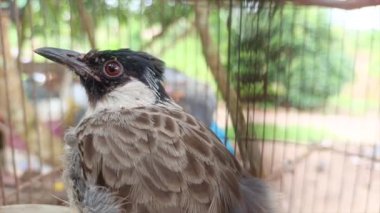 Bir Finch 'in (Pycnonotus Aurigaster) yakın plan görüntüsü, gri, beyaz ve siyah kafes desenli