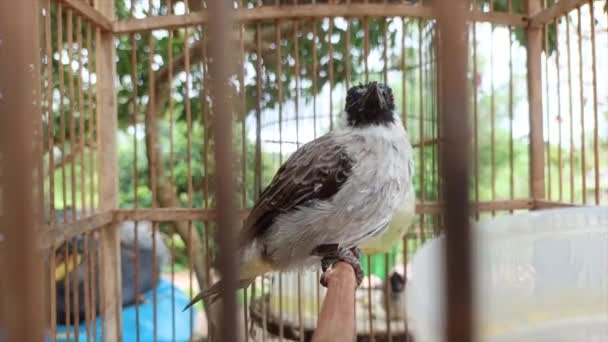 Ein Finke Pycnonotus Aurigaster Hockt Einem Käfig Und Singt — Stockvideo
