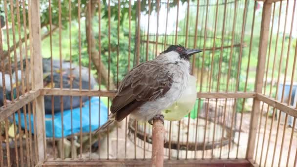 White Gray Finch Perched Cage — Stok Video