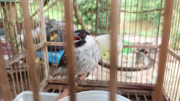 Finches Pycnonotus Aurigaster Singing Cage — Stok Video