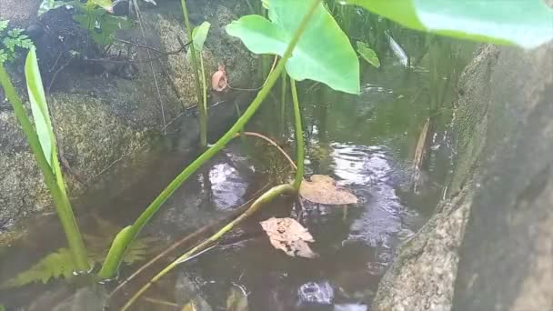 Przepływ Wody Deszczowej Kanałach Wodnych Drenaż Roślin Taro — Wideo stockowe