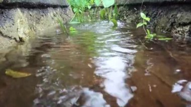 Su arıtma tesisinde ve taro bitkilerinde yağmur damlaları olan bir su birikintisinin yakın görüntüsü