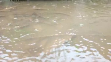 Su birikintilerinin yüzeyine düşen yağmur damlalarının içinde ölü yapraklar var.