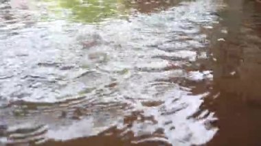 Şiddetli yağmur damlaları gün boyunca su birikintilerinin yüzeyine düşer.