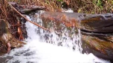 Ölü ağaçların köklerinden akan temiz, taze bir nehir suyu deresi.