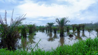 Arid Oil Palmiye Bitkileri Su Ovalarında ve Bataklık Alanlarında Büyür
