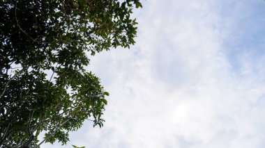 Arka plan olarak bulutlu bir gökyüzünü gören bir ağacın silüeti.