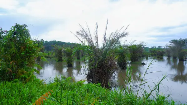 Petrol palmiyeleri bataklık suyu ve çalılarla doludur.