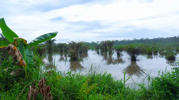 Bataklık Ovaları 'ndan gelen sel sularının altında kalan petrol palmiyeleri.
