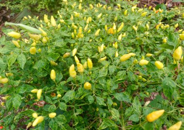 Yeşil yapraklı biber bitkisi ve sarı bir renkle yırtılmaya başlayan meyve.