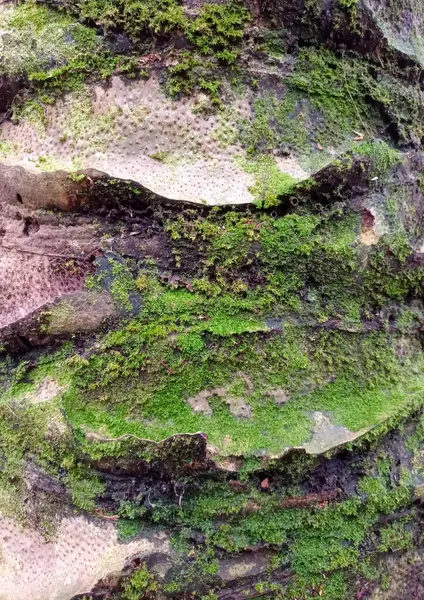 Yakından bakınca, yeşil yosunla kaplanmış bir palmiye ağacının kabuğunun deseni.