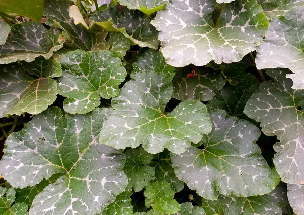 Geniş ve Koyu Yeşil Yapraklı Ürpertici Balkabağı Bitkisi