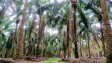 Yağ palmiyelerinden yemyeşil ağaçlar