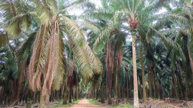 Yükselen ağaçlı, bereketli ve uçsuz bucaksız petrol palmiyesi tarlası.
