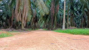 Bereketli Yağ Tesislerine Yol Erişimi