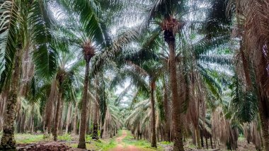 Tertemiz ve gölgeli büyüyen ağaçlı yağ palmiyeleri