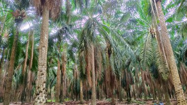 Düzgün sıralanmış ve gölgeli ağaçlarla doğal yağ palmiye tarlası manzarası