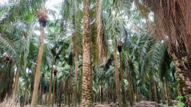 Yoğun ve gölgeli bir palmiye ağacından bir ağaç kümesi manzarası