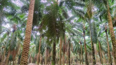 Yükselen Yeşil Yağ Palmiye Ağaçlarının Görünümü