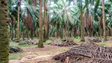 Gölgeli ve yoğun bir palmiye bahçesi manzarası