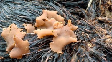Çürüyen boş palmiyelerde yetişen Kahverengi Yaprak Mantarı