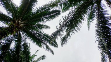 Palmiye ağacının silueti Gri bulutlu bir gökyüzüne karşı Yapraklar