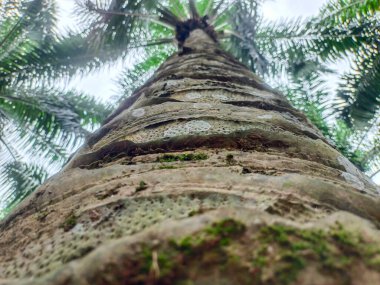 Aşağıdan çekilmiş bir palmiye ağacının yakın plan fotoğrafı.