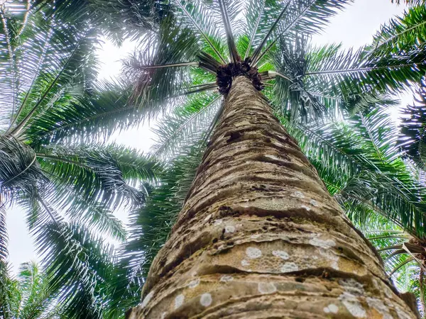 Aşağıdan Görüntü Yakından Yükselen bir Yağ Ağacı