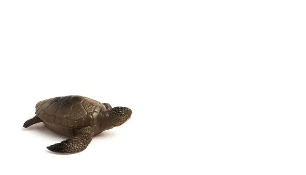 Kaplumbağa şeklinde bir çocuk oyuncağı beyaz bir arka planda izole edilmiş ve kompozisyonu sağ tarafta boşluk bırakmış.