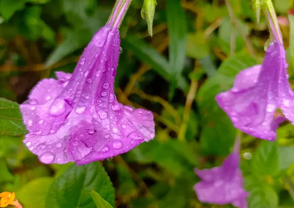 stock image The Purple Ruellia Simplex Flowers Bloom Fresh And Are Soaked In Raindrops