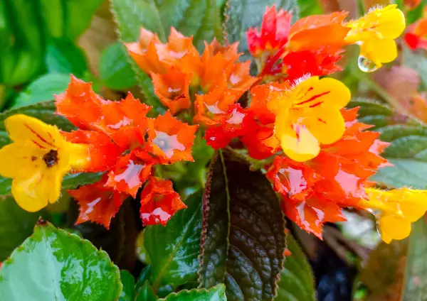 Stock image Carniem (Alloplectus) Flowers Are Yellow And Orange, A Flowering Neotropical Plant Of The Gesneriaceae Family