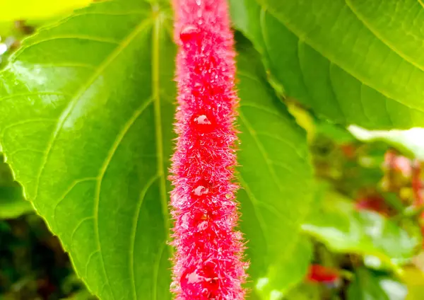Kırmızı Kedi Kuyruğu Çiçeği 'nin ya da Acalypha Hispida' nın Uzun ve Uzun Şekilli Görüntüsünü Kapat