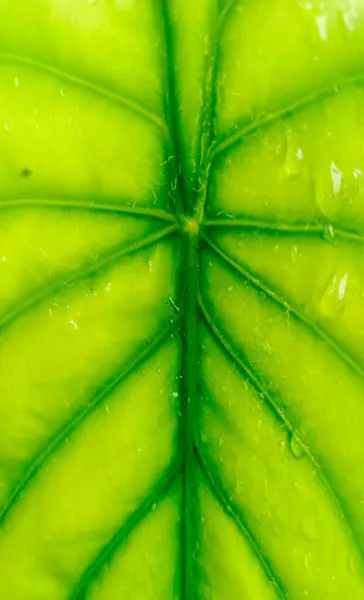 stock image The Texture Of The Leaves Of The Ornamental Taro Plant (Alocasia Cuprea) Is Light Green